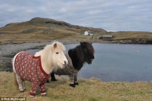ponies in pullovers
